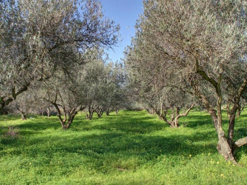 Litsarda Kreta, Litsarda: Grundstück mit Meerblick und Baugenehmigung zu verkaufen Grundstück kaufen